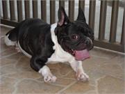 Hugas Dora Bulls Aramis1